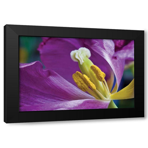 Purple Tulip II Black Modern Wood Framed Art Print with Double Matting by Peterson, Lee