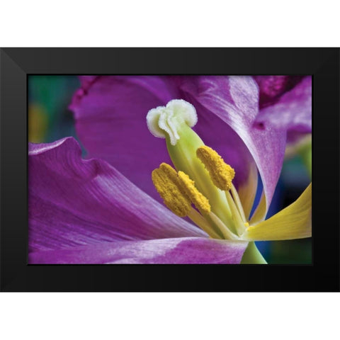 Purple Tulip II Black Modern Wood Framed Art Print by Peterson, Lee