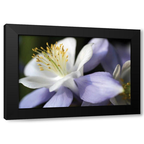 Purple Columbine II Black Modern Wood Framed Art Print with Double Matting by Putman, Tammy