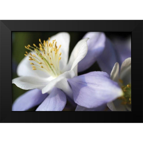 Purple Columbine II Black Modern Wood Framed Art Print by Putman, Tammy