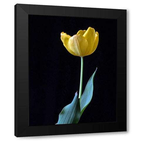 Single Tulip Black Modern Wood Framed Art Print with Double Matting by Putman, Tammy
