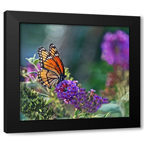 Monarch Garden II Black Modern Wood Framed Art Print with Double Matting by Putman, Tammy