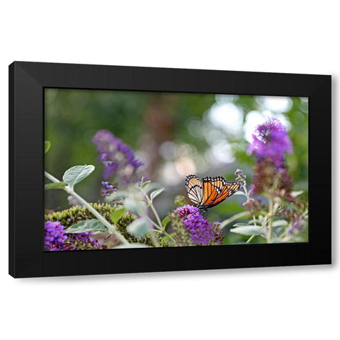 Monarch Garden III Black Modern Wood Framed Art Print with Double Matting by Putman, Tammy
