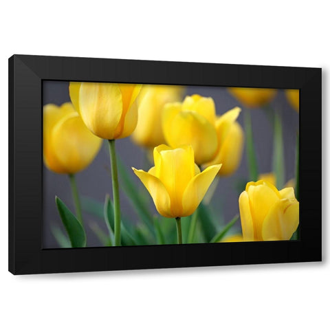 Yellow Tulips Black Modern Wood Framed Art Print with Double Matting by Putman, Tammy