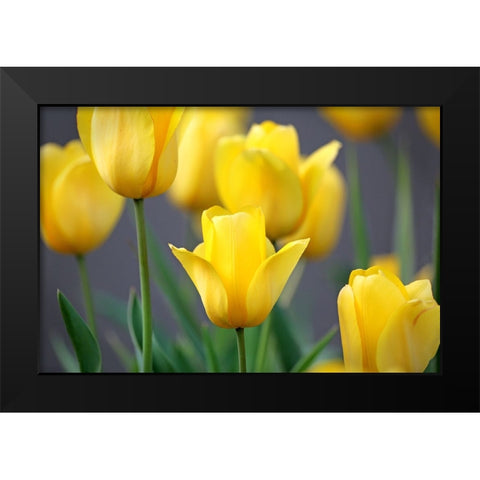 Yellow Tulips Black Modern Wood Framed Art Print by Putman, Tammy