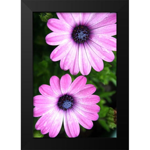 In the Middle Black Modern Wood Framed Art Print by Putman, Tammy