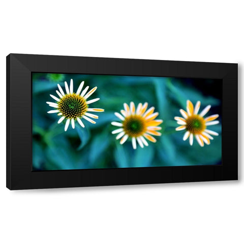 Daisy Trio Black Modern Wood Framed Art Print with Double Matting by Putman, Tammy