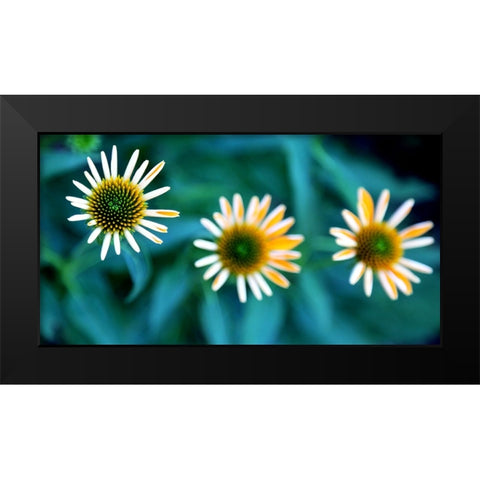 Daisy Trio Black Modern Wood Framed Art Print by Putman, Tammy