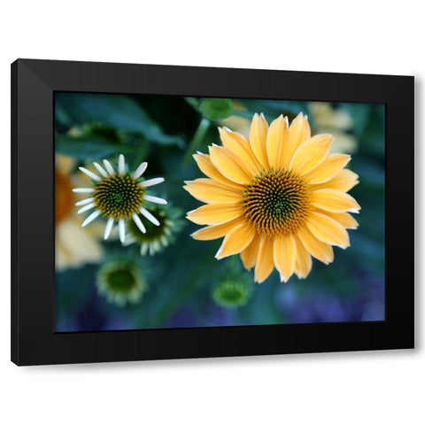 Daisies Black Modern Wood Framed Art Print with Double Matting by Putman, Tammy