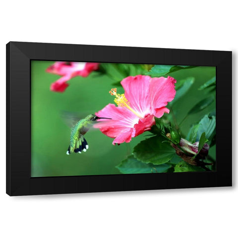 Hummingbird I Black Modern Wood Framed Art Print with Double Matting by Putman, Tammy