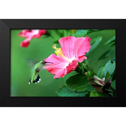 Hummingbird I Black Modern Wood Framed Art Print by Putman, Tammy