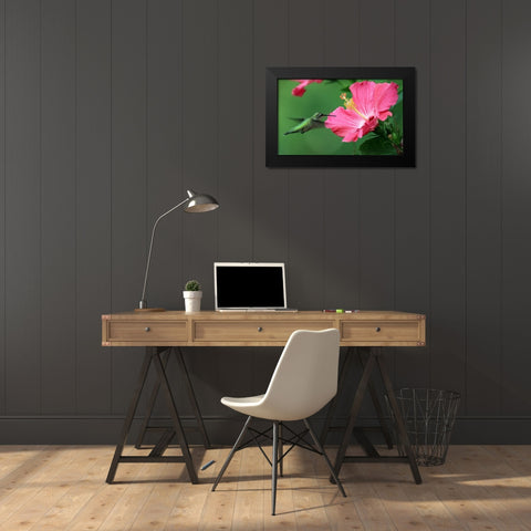 Hummingbird II Black Modern Wood Framed Art Print by Putman, Tammy