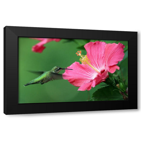 Hummingbird II Black Modern Wood Framed Art Print with Double Matting by Putman, Tammy