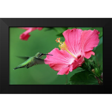 Hummingbird II Black Modern Wood Framed Art Print by Putman, Tammy