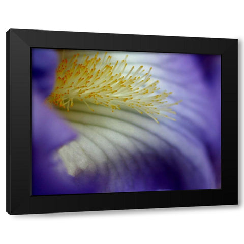 Iris Black Modern Wood Framed Art Print with Double Matting by Putman, Tammy