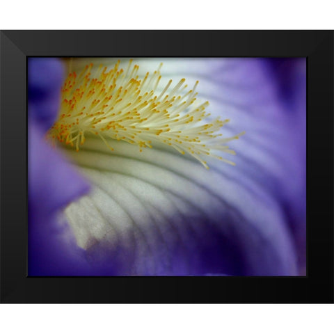 Iris Black Modern Wood Framed Art Print by Putman, Tammy