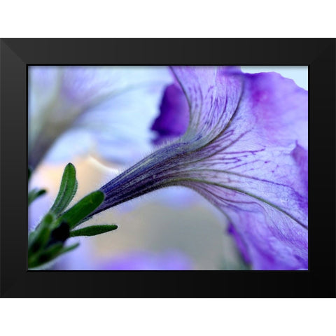 Purple Light Black Modern Wood Framed Art Print by Putman, Tammy