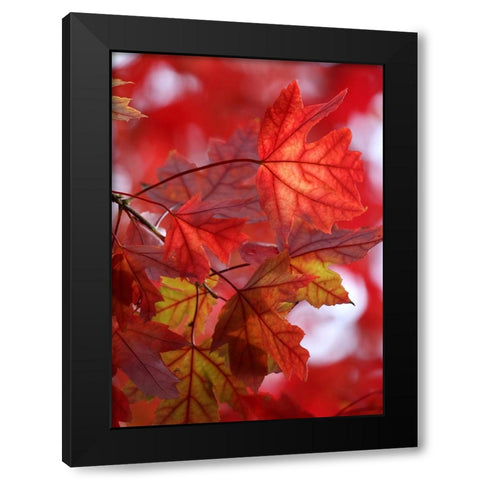 In the Red Black Modern Wood Framed Art Print with Double Matting by Putman, Tammy