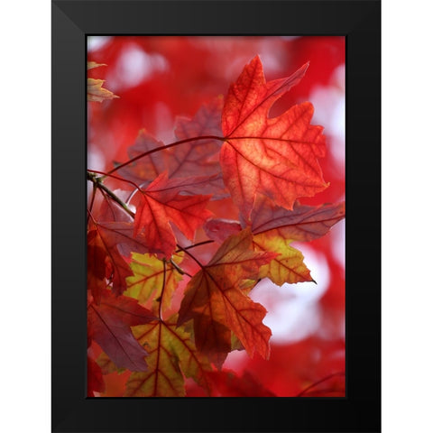 In the Red Black Modern Wood Framed Art Print by Putman, Tammy