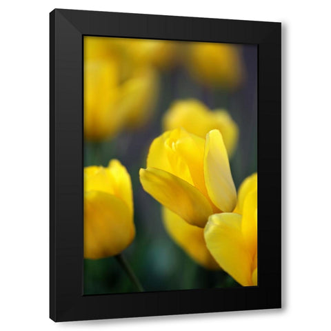 Yellow Tulips Black Modern Wood Framed Art Print with Double Matting by Putman, Tammy