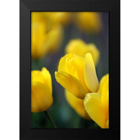 Yellow Tulips Black Modern Wood Framed Art Print by Putman, Tammy
