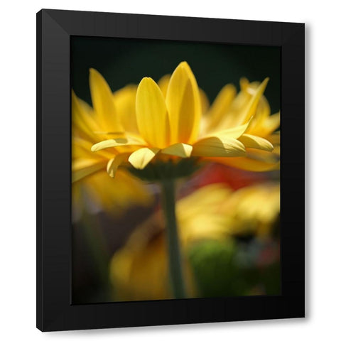 Yellow Daisies Black Modern Wood Framed Art Print by Putman, Tammy