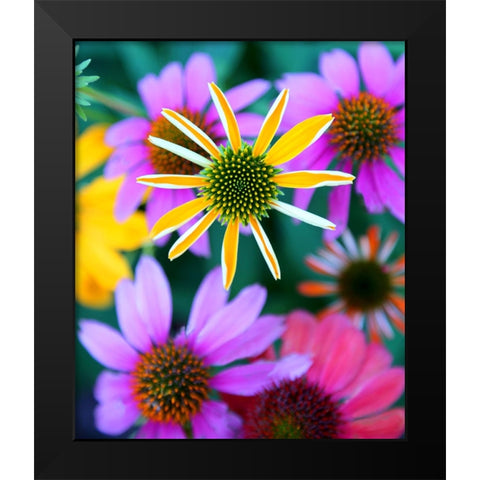 Colorful Bouquet II Black Modern Wood Framed Art Print by Putman, Tammy