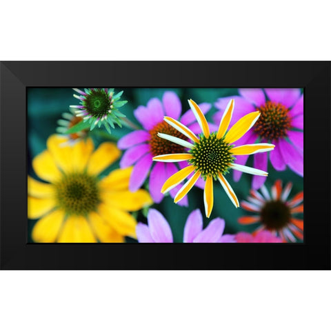 Colorful Bouquet III Black Modern Wood Framed Art Print by Putman, Tammy