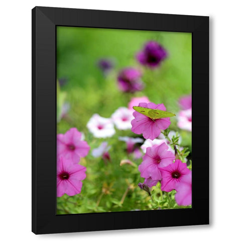 Purple And White Petunias Black Modern Wood Framed Art Print with Double Matting by Putman, Tammy