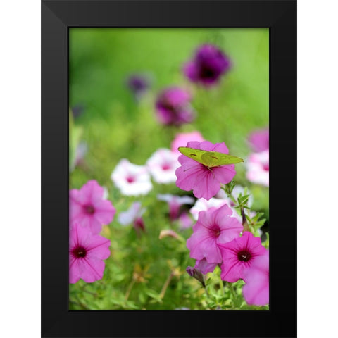 Purple And White Petunias Black Modern Wood Framed Art Print by Putman, Tammy