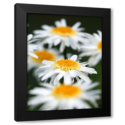White Daisies Black Modern Wood Framed Art Print with Double Matting by Putman, Tammy