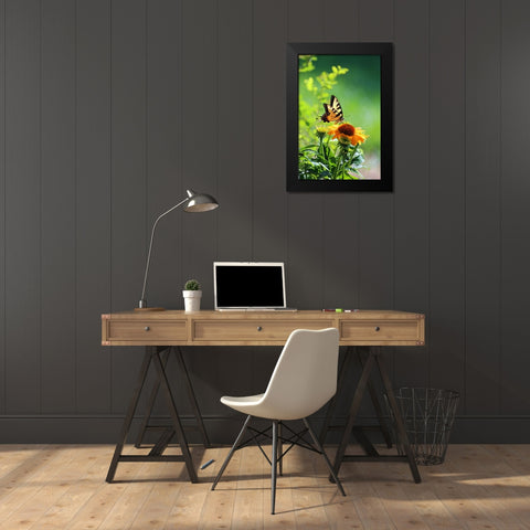Eastern Tiger Swallowtail Black Modern Wood Framed Art Print by Putman, Tammy
