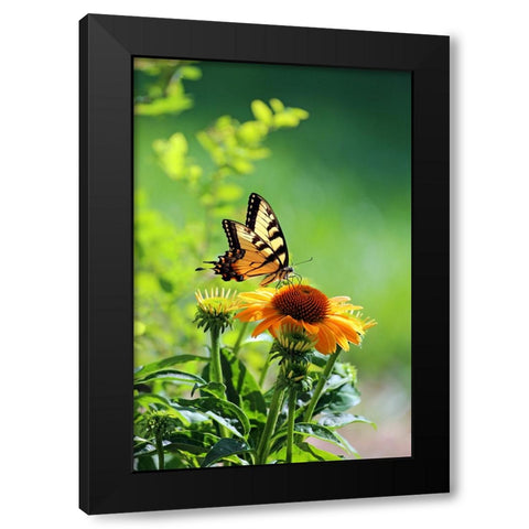 Eastern Tiger Swallowtail Black Modern Wood Framed Art Print with Double Matting by Putman, Tammy