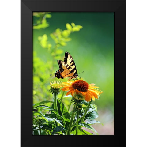 Eastern Tiger Swallowtail Black Modern Wood Framed Art Print by Putman, Tammy