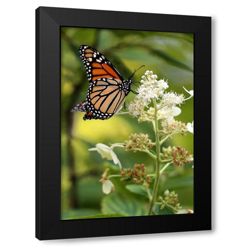 Monarch Black Modern Wood Framed Art Print with Double Matting by Putman, Tammy