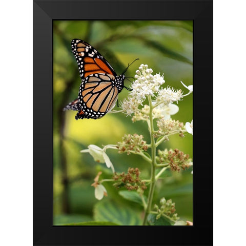 Monarch Black Modern Wood Framed Art Print by Putman, Tammy