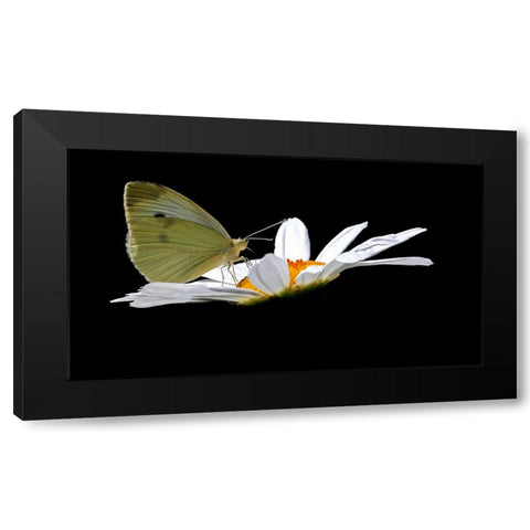 Cabbage White Black Modern Wood Framed Art Print with Double Matting by Putman, Tammy