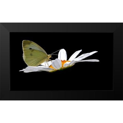 Cabbage White Black Modern Wood Framed Art Print by Putman, Tammy