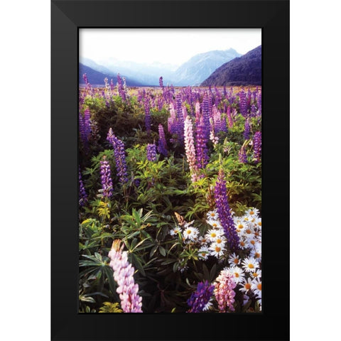 Russell Lupin I Black Modern Wood Framed Art Print by Stefko, Bob