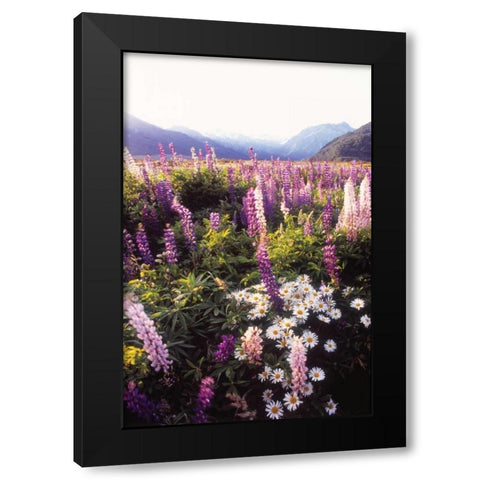 Russell Lupin II Black Modern Wood Framed Art Print with Double Matting by Stefko, Bob