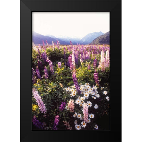 Russell Lupin II Black Modern Wood Framed Art Print by Stefko, Bob