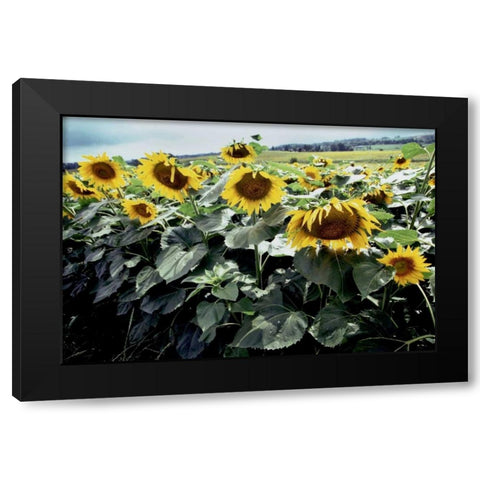Sunflower Fields I Black Modern Wood Framed Art Print with Double Matting by Stefko, Bob
