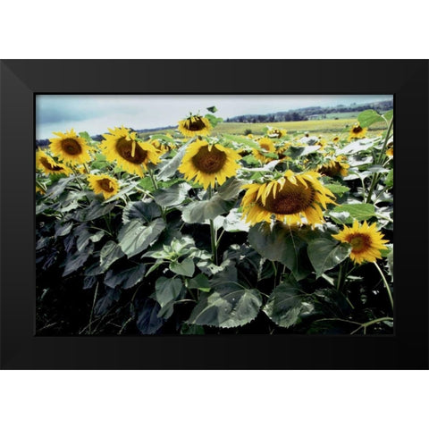 Sunflower Fields I Black Modern Wood Framed Art Print by Stefko, Bob