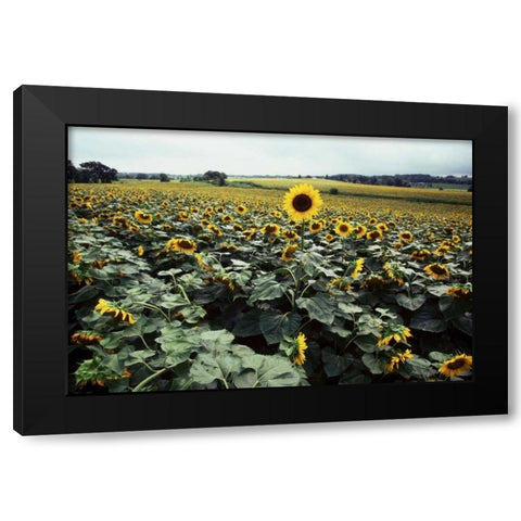 Sunflower Fields II Black Modern Wood Framed Art Print by Stefko, Bob