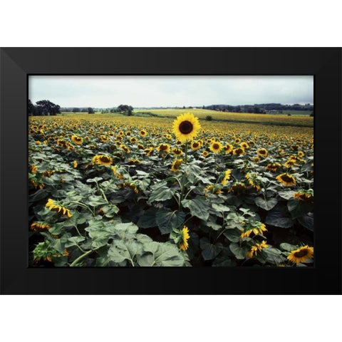 Sunflower Fields II Black Modern Wood Framed Art Print by Stefko, Bob
