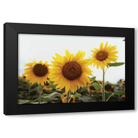 Sunflower Fields III Black Modern Wood Framed Art Print with Double Matting by Stefko, Bob