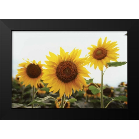Sunflower Fields III Black Modern Wood Framed Art Print by Stefko, Bob
