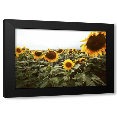 Sunflower Fields IV Black Modern Wood Framed Art Print with Double Matting by Stefko, Bob