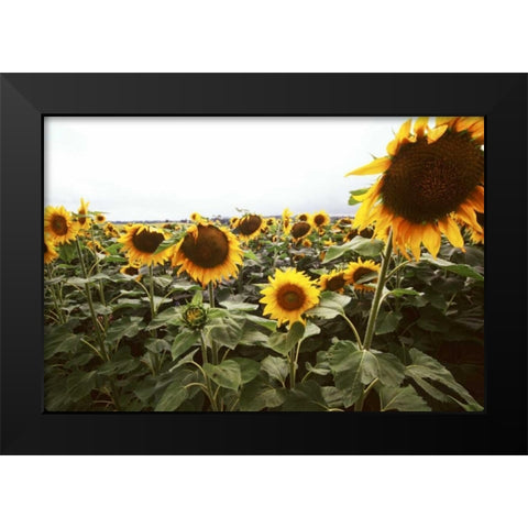 Sunflower Fields IV Black Modern Wood Framed Art Print by Stefko, Bob