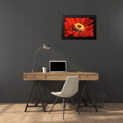 Red Zinnia I Black Modern Wood Framed Art Print by Stefko, Bob